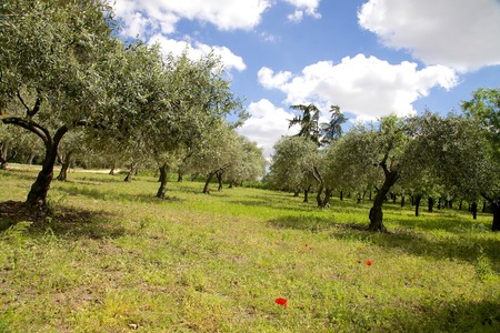 An organized set of Olive Trees on a beautiful summer day.の写真素材