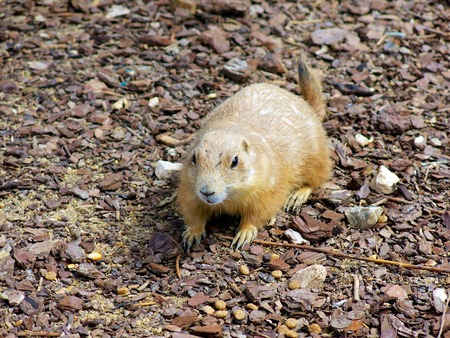 Prairie Dog standing over small groups of rocks.の写真素材