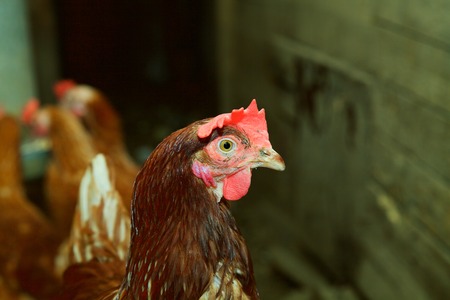 Brown chicken looking at the camera with more family in the background.の写真素材