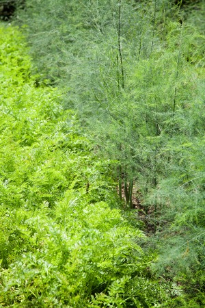 Several trees of Parsley planted.の写真素材
