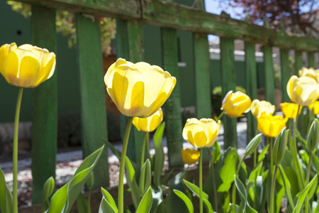Many yellow tulips planted and a green wooden fence behind.の写真素材