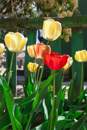 Several tulips with the sun hitting them directly.  There is a green wooden fence behind.の写真素材