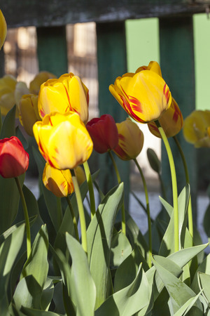 Several Burning Heart tulips planted in the backyard.  Burning Heart Tulips are an exceptional type with creamy yellow blooms streaked with bold red.  Blur green background and a fence.の写真素材