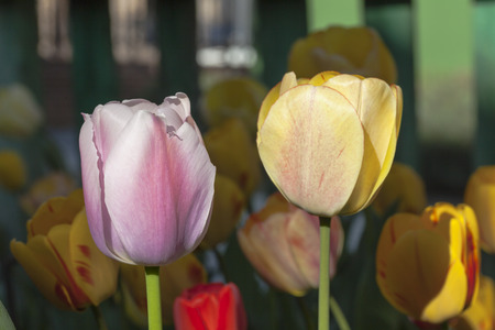 Closeup shot of two tulips hit directly by sunlight.  More tulips are blur in the background and a wooden fence.の写真素材