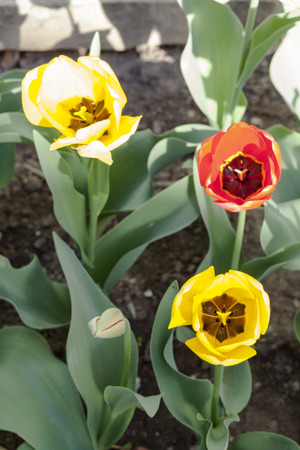 Three colorful tulips shot from the top with a blur green background.の写真素材