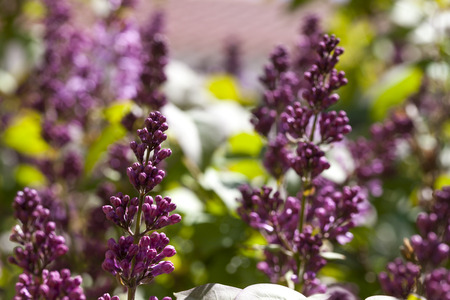 Purple lavender flowers in a garden during springtime.の写真素材