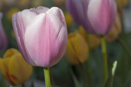 Closeup shot of a pretty purple Tulip.  More tulips are blur in the background of the frame.の写真素材