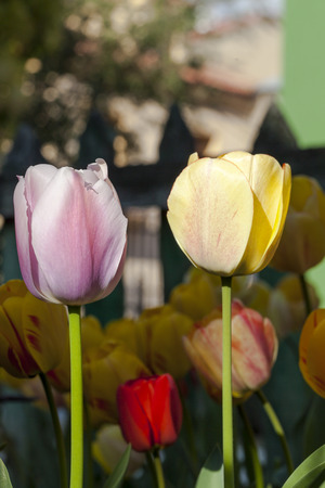 Closeup shot of two tulips hit directly by sunlight.  More tulips a house and a wooden fence are also blur in the background.の写真素材