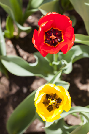 Top shot of two tulips of vivid colors.  One tulip is Red and the other is yellow.  Blur green background made of leaves and dirt.の写真素材