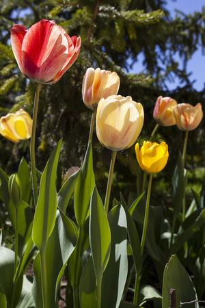 Colored Tulips buds in a green garden with a pine tree in the background.の写真素材