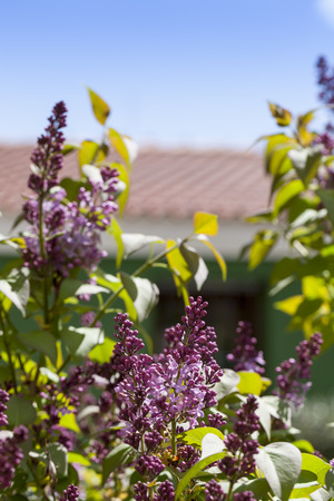 Purple lavender plants in the back yard of a country house.の写真素材
