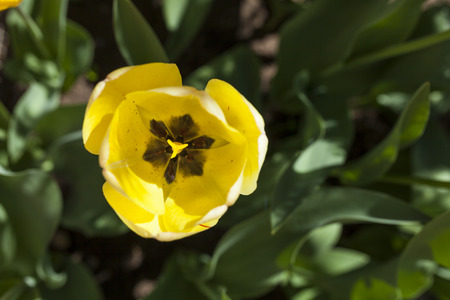 A shot from the top of a yellow tulip.  The petals and the stigma is clearly appreciated.の写真素材
