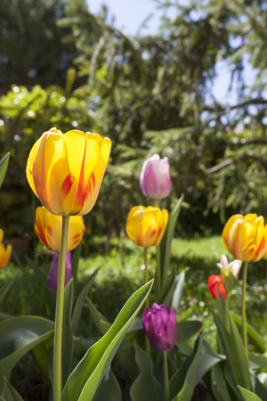 Colored Tulips buds in a green garden with a pine tree in the background.の写真素材