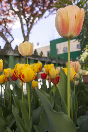 Several pretty tulip in front of the frame and a backyard objects in the background.  There is a green fence a house and trees in the background.の写真素材