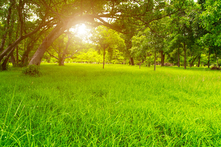 Lawn in the jungle.Grass in the shade.Big tree with field.Tree shade.The sun shines through the leaves.Sunshine in the evening.There are a few trees to switch back and forth.There is spaceの写真素材