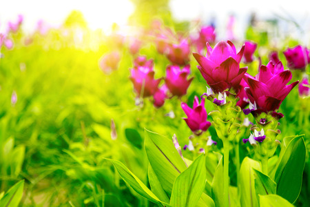 Krachai flower.Natural flower field.Pink flowers on the square.close upの写真素材