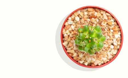 isolate cactus tree on white background.の写真素材