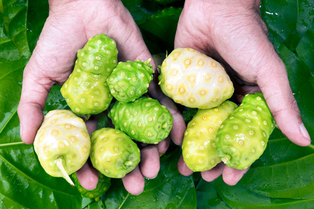 Noni Indian Mulberry fruit on Green leaf background.Beautiful layout.Put on handの写真素材