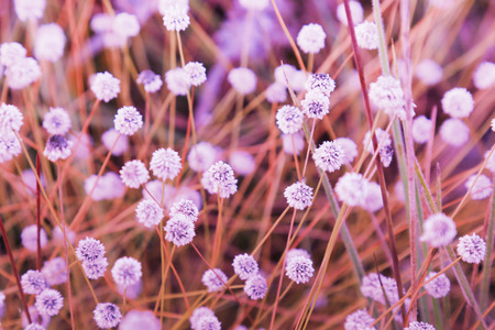 White Narrowleaf Zinnia or Classic Zinnia flowers Small beautiful white flowersの写真素材