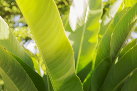 blurred photo abstract green leaf texture green nature background tropical leaf in evening asia thailandの写真素材