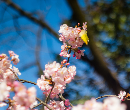 A Mejiro feeding in a plum tree at the start of Spring in Tokyo, Japan.の写真素材