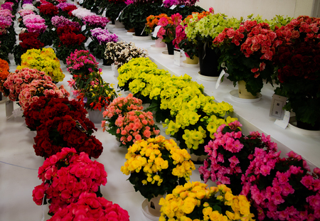 Flowers on display at a flower show in Tokyo, Japan.の写真素材