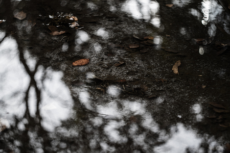 Autumn leaves underwater.の写真素材
