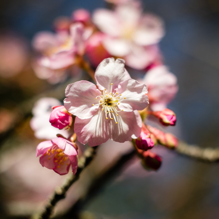 A plum flower blooming at the start of Spring.の写真素材