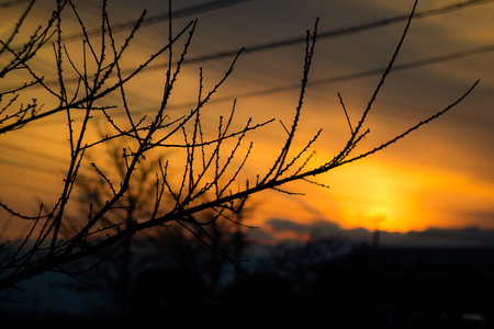 Orange Sky Silhouetting a Winter Branchの写真素材
