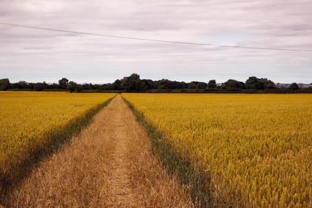 A view of the wheat fields in the Lincolnshire countryside, UKの写真素材