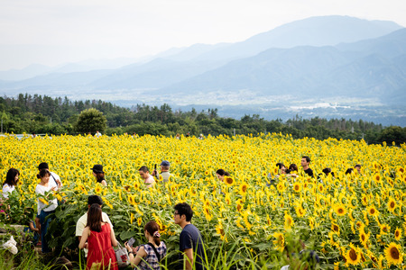 Kiyasato, Japan - 08/19/2018: Tourists and day trippers looking and exploring  in a field of sunflowers in the Japanese mountainsのeditorial素材