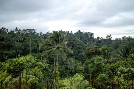 A view of tropical trees and skylineの写真素材
