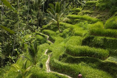 The beautiful Tegalallang rice terraces near Ubud in Baliの写真素材