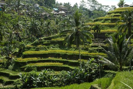 The beautiful Tegalallang rice terraces near Ubud in Baliの写真素材