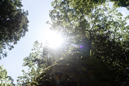 ing up an old tree with the sun shining through the leaves