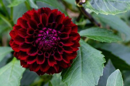 A red dahlia with copy space on the rightの写真素材