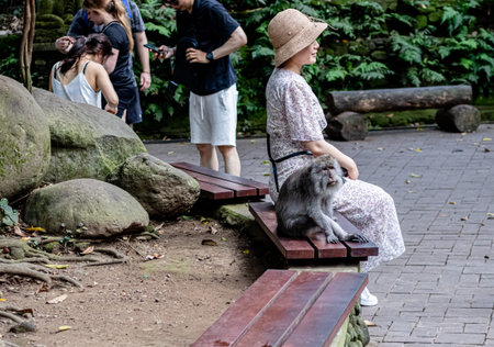 Bali, Indonesia - 25 3 2019: An Asian monkey sitting next to a tourist