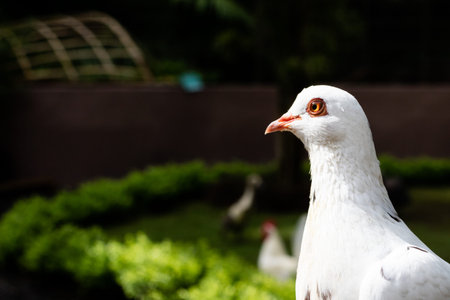 A white pigeon posing for the camera with copy space