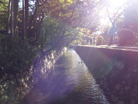 Philosopher's path in Kyoto, Japan, a popular destination for tourists.