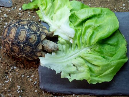 A baby leopard tortoise chowing down on a big lettuce leafの写真素材