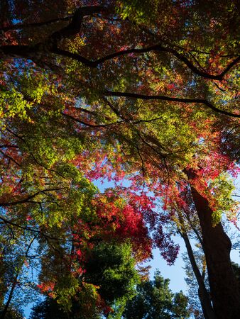 Leaves in the process of turning orange at the start of Autumn.の写真素材