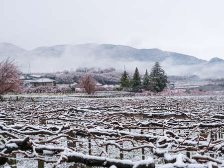 Grape vines in the Japanese spring after a sudden and rare snowstormの写真素材