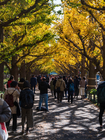 Tokyo, Japan - 29.11.19: People waking through the tunnel of trees at Meiji Jinguのeditorial素材