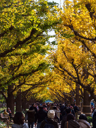 Tokyo, Japan - 29.11.19: People waking through the tunnel of trees at Meiji Jinguのeditorial素材