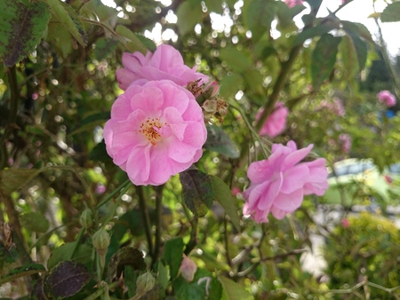 Flowerの写真素材