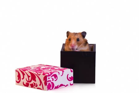 Little hamster sitting inside a box の写真素材