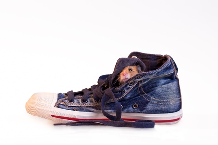 cute brown hamsterl sitting in a shoe isolated on white の写真素材