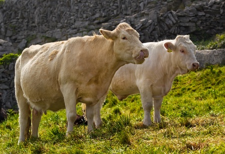 Two cream colored cows in a field on the stone wall backgroundの写真素材