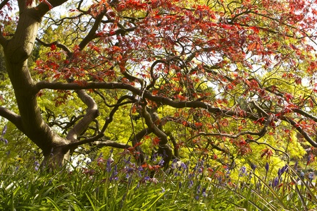 Japanese Maple with attractive leaf shapes and colorsの写真素材