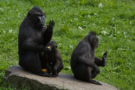 a family of black macaques eating orangesの写真素材